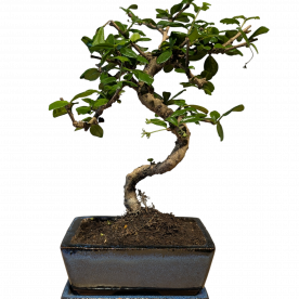 Бонсай Кармона в квадратной синей плошке 7 лет