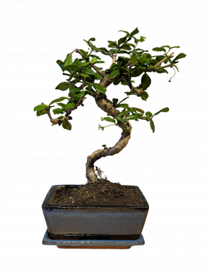 Бонсай Кармона в квадратной синей плошке 7 лет