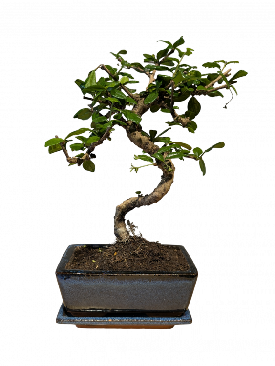 Бонсай Кармона в квадратной синей плошке 7 лет