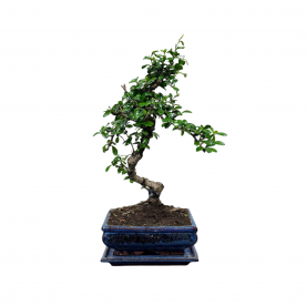 Бонсай Кармона в квадратной синей плошке 12 лет