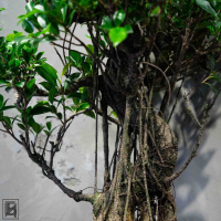 Бонсай Баньян в овальной плошке 40 лет