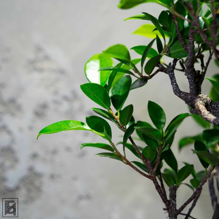 Бонсай Баньян в овальной плошке 40 лет