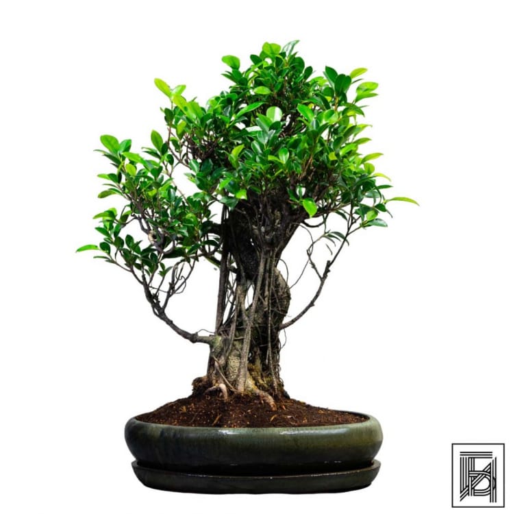 Бонсай Баньян в овальной плошке 40 лет