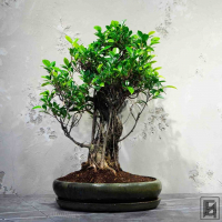 Бонсай Баньян в овальной плошке 40 лет