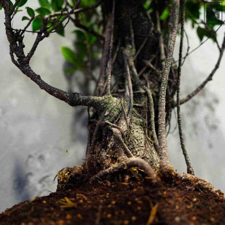 Бонсай Баньян в овальной плошке 40 лет