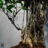 Бонсай Баньян в овальной плошке 40 лет