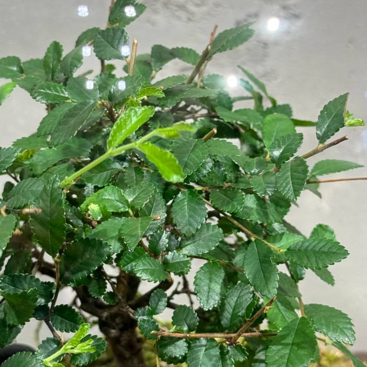 Флорариум с Бонсай Вяз