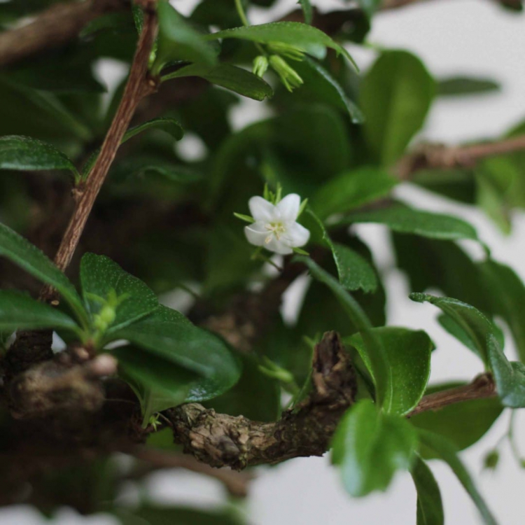 Бонсай Кармона с прямым стволом 6 лет