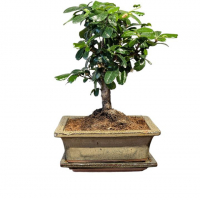 Бонсай Кармона с прямым стволом 6 лет