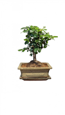 Бонсай Кармона с прямым стволом 6 лет