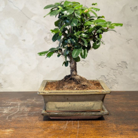 Бонсай Кармона с прямым стволом 6 лет