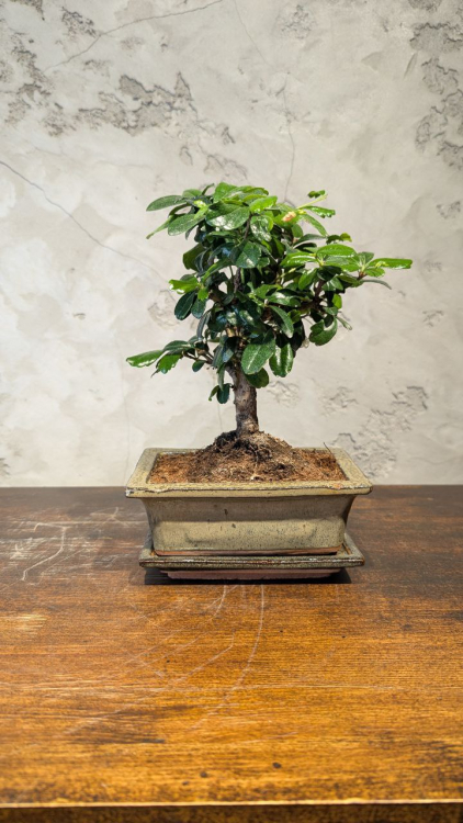 Бонсай Кармона с прямым стволом 6 лет