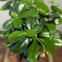 Бонсай Кармона с прямым стволом 6 лет