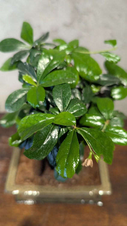 Бонсай Кармона с прямым стволом 6 лет