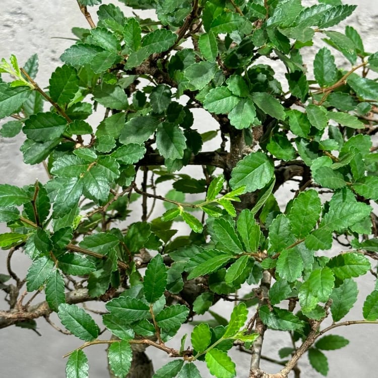 Флорариум большой с Бонсай Вяз