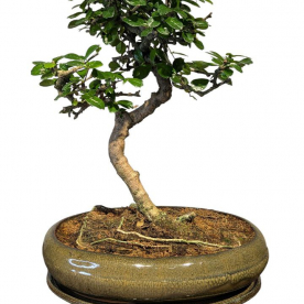 Бонсай Кармона в овальной плошке 18 лет