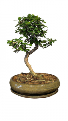 Бонсай Кармона в овальной плошке 18 лет