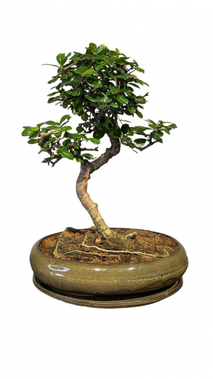 Бонсай Кармона в овальной плошке 18 лет