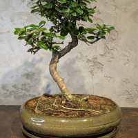 Бонсай Кармона в овальной плошке 18 лет