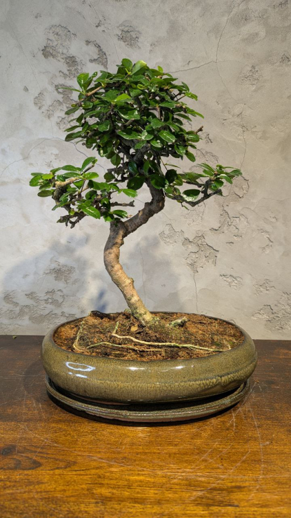 Бонсай Кармона в овальной плошке 18 лет