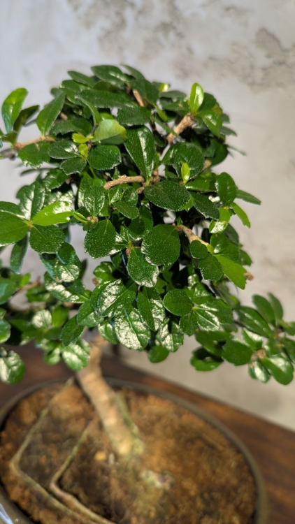 Бонсай Кармона в овальной плошке 18 лет