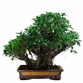 Коллекционный Баньян