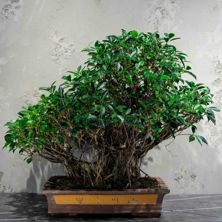 Коллекционный Баньян