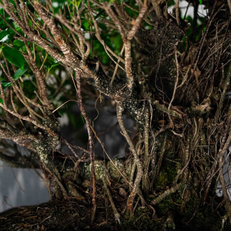 Коллекционный Баньян