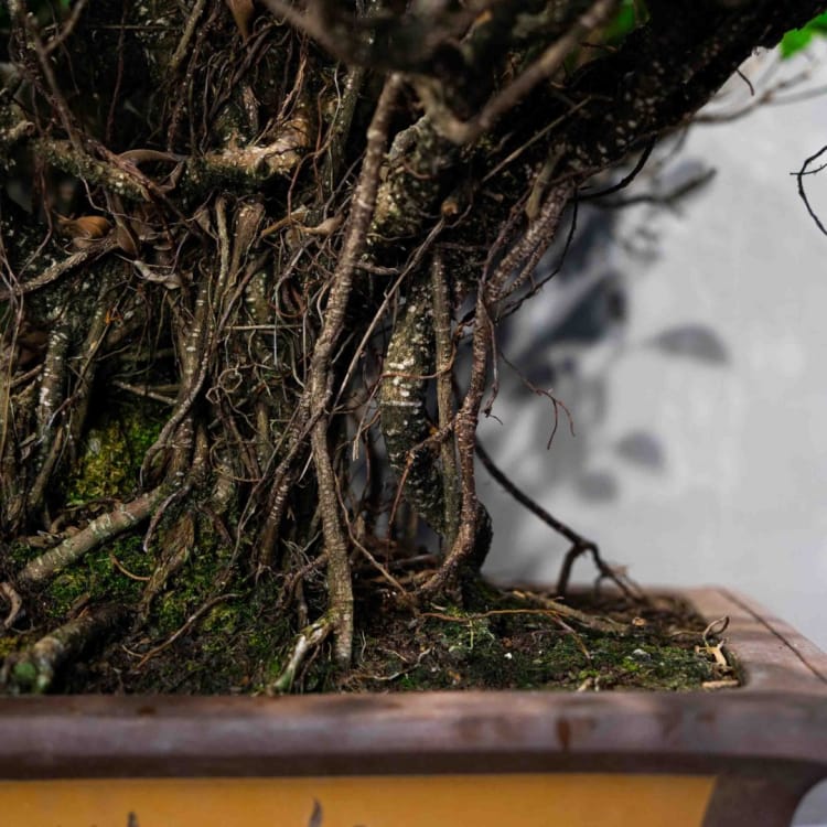 Коллекционный Баньян