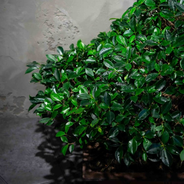 Коллекционный Баньян