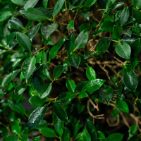 Коллекционный Баньян