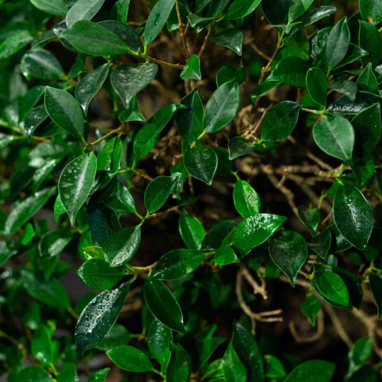 Коллекционный Баньян