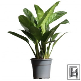 Аглаонема Страйпс D17