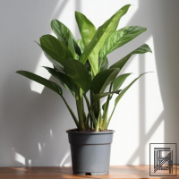 Аглаонема Страйпс D17 Аглаонема Страйпс D17