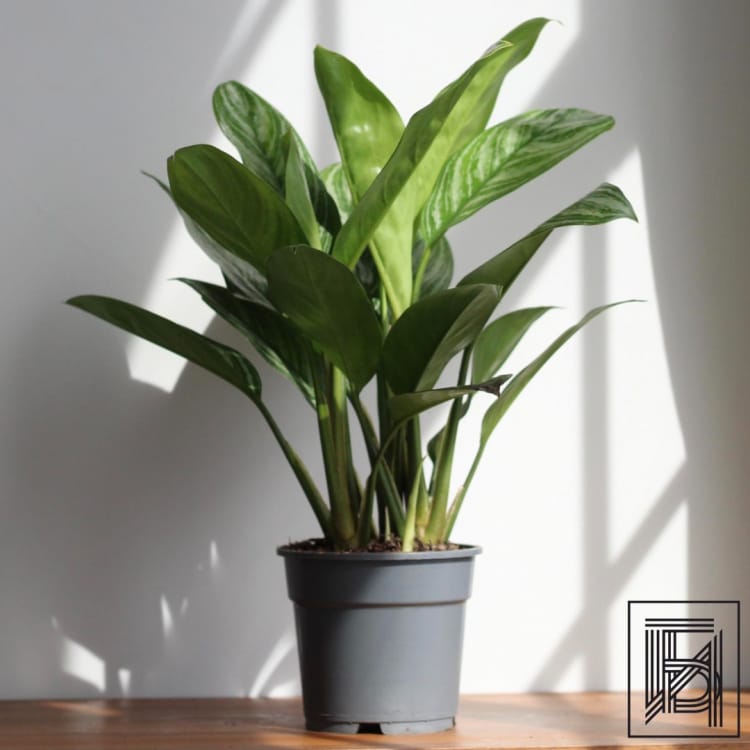 Аглаонема Страйпс D17 Аглаонема Страйпс D17