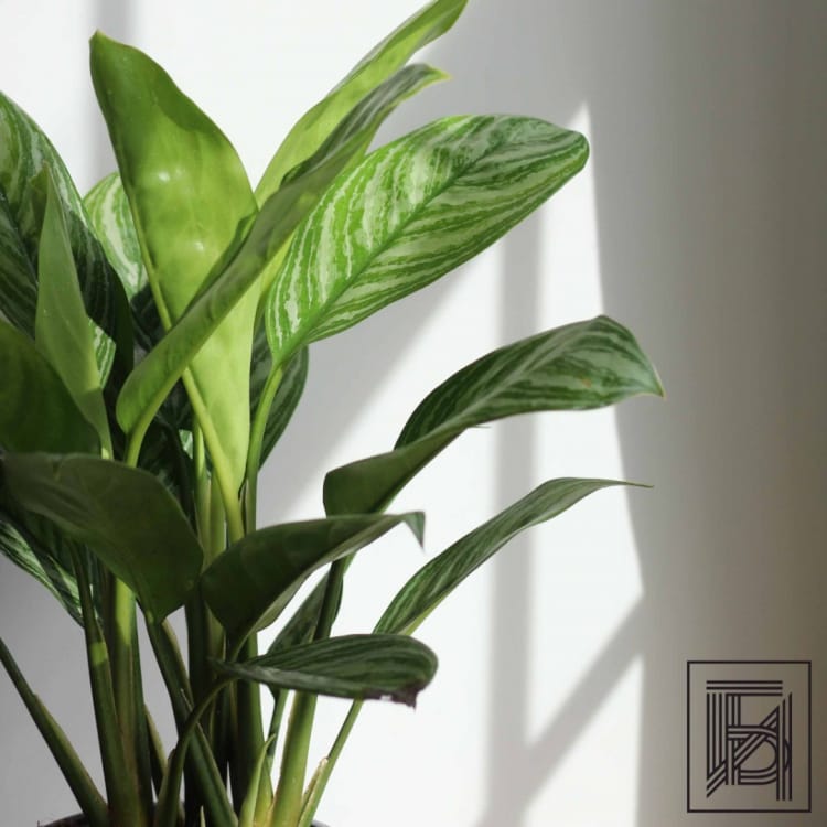 Аглаонема Страйпс D17 Аглаонема Страйпс D17