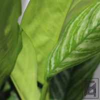 Аглаонема Страйпс D17 Аглаонема Страйпс D17
