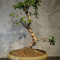 Бонсай Кармона в овальной плошке 60 см