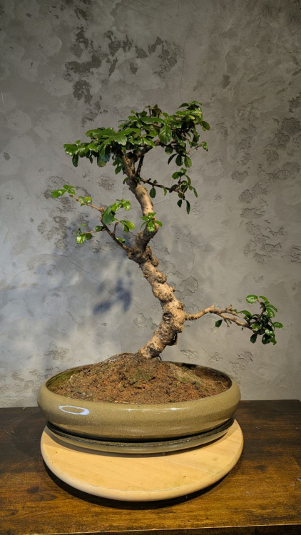 Бонсай Кармона в овальной плошке 60 см