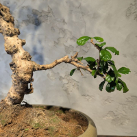 Бонсай Кармона в овальной плошке 60 см