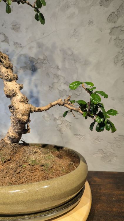 Бонсай Кармона в овальной плошке 60 см