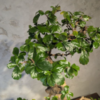 Бонсай Кармона в овальной плошке 60 см