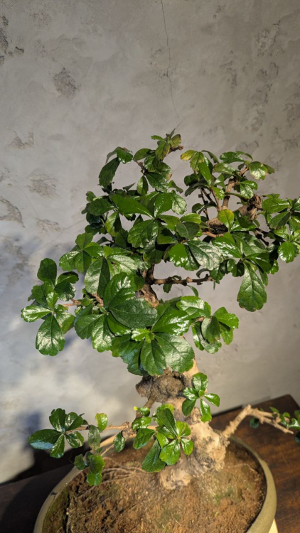 Бонсай Кармона в овальной плошке 60 см