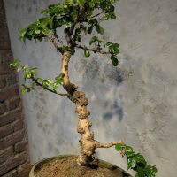 Бонсай Кармона в овальной плошке 60 см