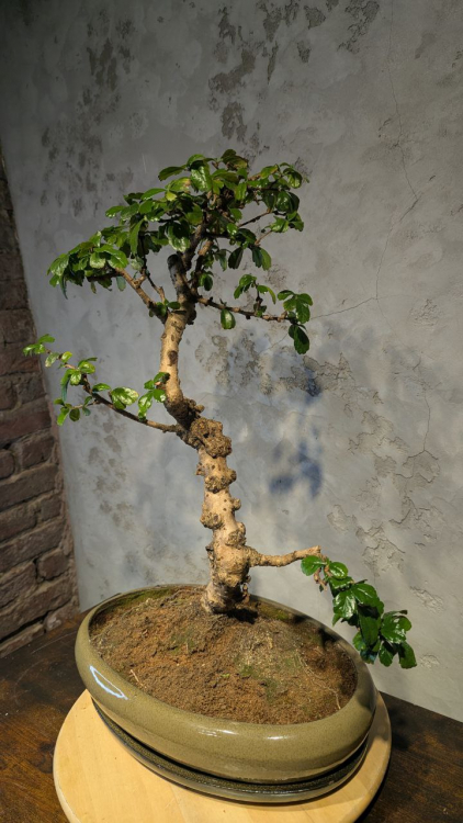 Бонсай Кармона в овальной плошке 60 см