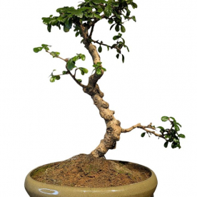 Бонсай Кармона в овальной плошке 60 см