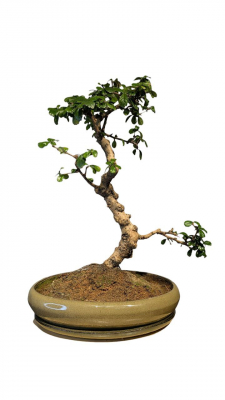 Бонсай Кармона в овальной плошке 60 см