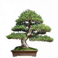 Коллекционный Можжевельник