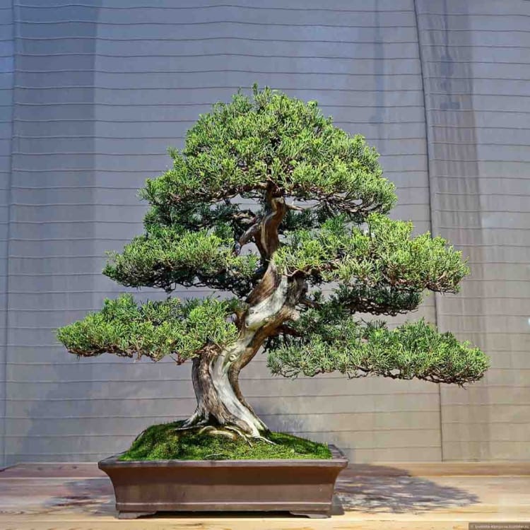 Коллекционный Можжевельник