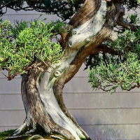 Коллекционный Можжевельник